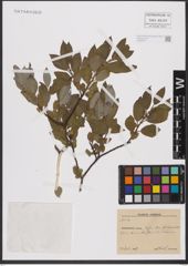 Foto von Salix L.